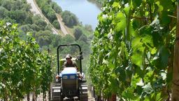 Arbeiten im Weinberg