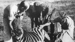 Bernhard Grzimek mit Sohn Michael und Helfern mit einem Zebra