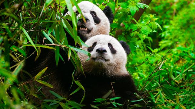 Ein Panda und sein Junges. Nur ein aufwändiges Zuchtprogramm bewahrte die Art vor dem Aussterben.