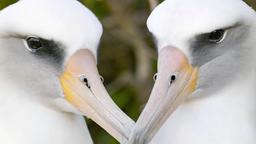 Auf einer Insel Hawaiis haben Wissenschaftler festgestellt, dass 31% aller Albatros Paare dasselbe Geschlecht haben. Das liegt wohlmöglich daran, dass es dort viel mehr Weibchen als Männchen gibt.