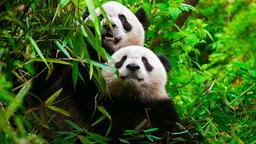 Ein Panda und sein Junges. Nur ein aufwendiges Zuchtprogramm bewahrte die Art vor dem Aussterben.