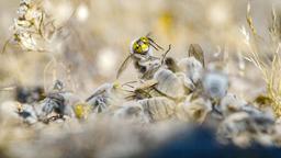 Eine männliche "Baggerbiene" kämpft mit Konkurrenten, um sich mit dem Weibchen zu paaren, das gerade aus der Erde kommt.