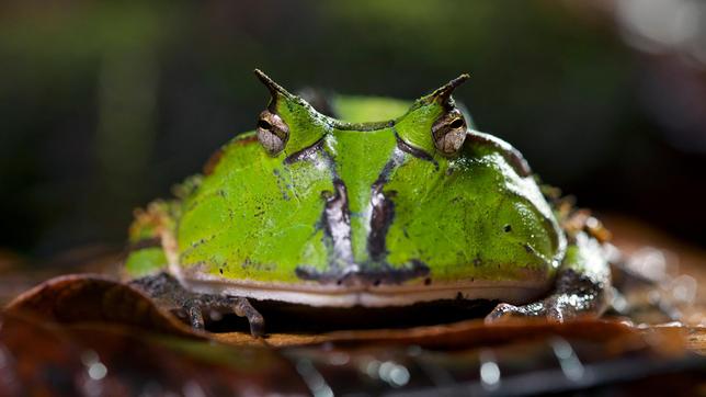 Im Regenwald von Französisch Guyana wagt sich ein Hornfrosch aus der Laubschicht hervor. Er will die Nacht des Jahres nicht verpassen, wenn sich alle Frösche paaren