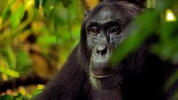In Ugandas Ngogo Nationalpark lebt eine der größten Schimpansen-Gruppen der Welt.