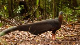 Verwandlungskünstler auf Borneo: Bei der Balz klappt der Argusfasan seine Armfedern vollständig um, und präsentiert dem Weibchen hunderte Augenflecken.