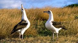Zwei weibliche Albatrosse werben umeinander. Eine seltene Konstellation und doch ziehen sie gemeinsam erfolgreich Küken groß.