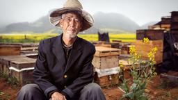 Mr. Dai ist ein nomadischer Imker. Er kommt für die Rapsblüte nach Luoping in China.
