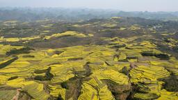 Die Rapsblüten verwandeln Chinas Landschaft. Blühen sie, erstrahlt alles in Gelb.