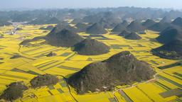 Ein gelbes "Meer" erstreckt sich während der Rapsblüte über Chinas Landschaft.