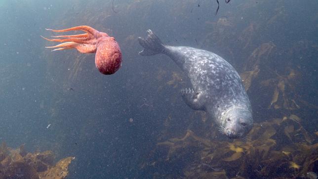 Unsere Meere – Naturwunder Nordsee (Folge 1) Die Kegelrobbe scheint Gefallen an diesem Okotpus gefunden zu haben. Er ist ihr neues Spielzeug – ob er will oder nicht.