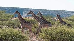 Eine Gruppe Giraffen im Etosha-Nationalpark. Der wilde Nationalpark liegt im Norden Namibias.