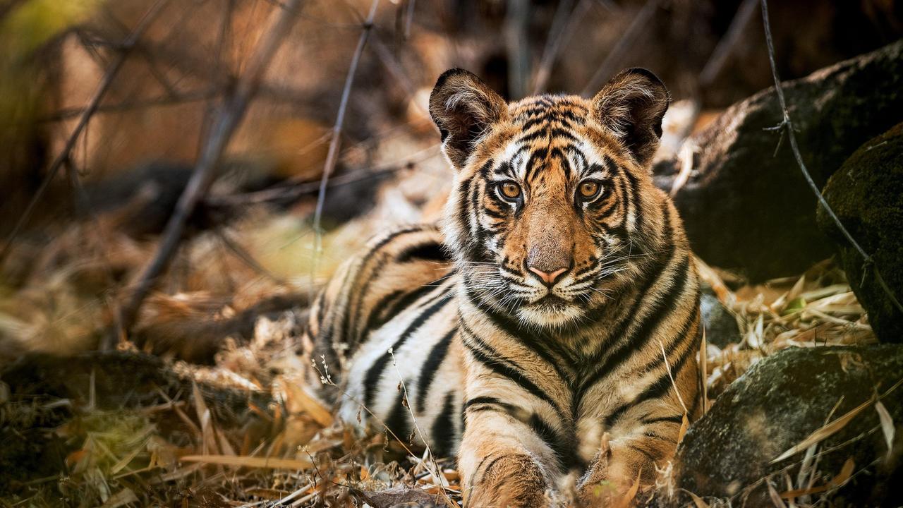 Einer von Raj Bheras Söhnen ruht nach einem ausgiebigen Mahl. Männliche Tigerjunge sind schon bald deutlich kräftiger als ihre Schwestern.