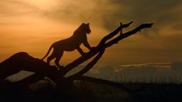 Ein junger Löwe hält Ausschau nach der Löwin Charm. Er und seine Geschwister sind völlig auf ihren Schutz und Jagderfolg angewiesen.