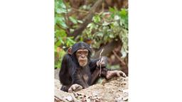 revolte der schimpansen
