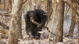 Revolte der Schimpansen