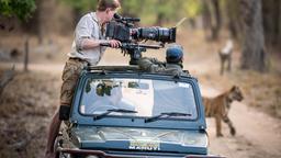 Vom Auto behalten die Filmer noch am besten den Überblick: bei fünf Tigern in einer Familie gar nicht so leicht.