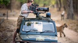 Vom Auto behalten die Filmer noch am besten den Überblick: bei fünf Tigern in einer Familie gar nicht so leicht.