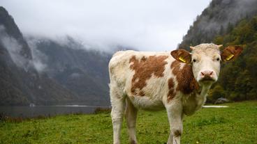 Müssen bald keine Kühe mehr geschlachtet werden, um Fleisch zu produzieren?