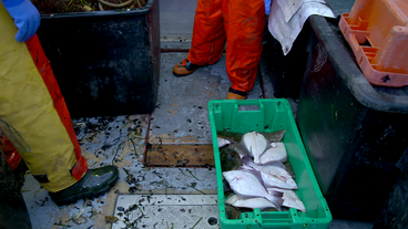 Bild: Mitteldeutscher Rundfunk Flundern in einer Kiste an Bord eines Fischkutters.