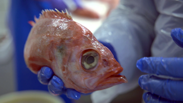 Bild: Mitteldeutscher Rundfunk frischer Fisch