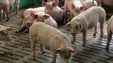 Bild: Das Erste Schweine-Haltung nach Tierwohl-Kriterien