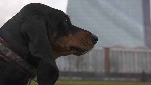Bild: ARD Spürhund Luzi