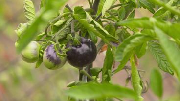 Bild: SR Fernsehen Schwarze Tomaten am Strauch