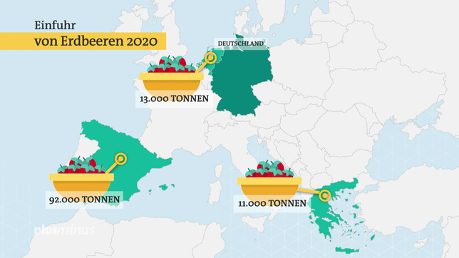 Bild: SWR Grafik: Erdbeerimporte