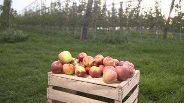 Bild: SWR Äpfel auf einer Kiste vor einer heimischen Obstplantage