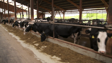 Bild: SWR Kälber von Fleischrassen setzen Fleisch an und können sich lohnen