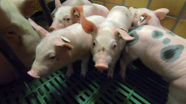 Bild: SWR Ferkel im Stall