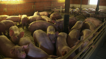 Bild: SWR Schweine im Stall