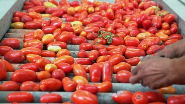 Bild: SWR Nach der Ernte werden die Tomaten sortiert