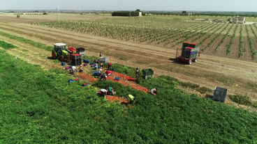 Bild: SWR Tomatenernte in Italien ist harte Arbeit