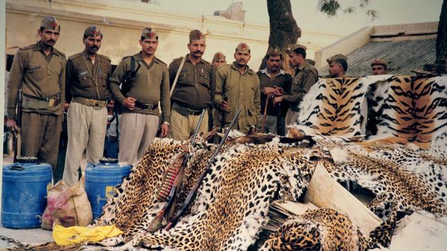 Erschreckende Funde: Beschlagnahmte Raubkatzenfelle in Indien.