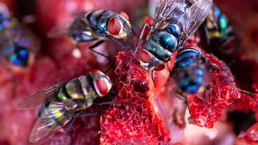 Zentralafrikanische Republik, Fliegen auf Bushmeat auf dem Markt.