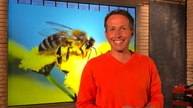 "Gut zu wissen"-Moderator Willi Weitzel erklärt, wie man mit Hilfe von Drohnen mehr genetischer Vielfalt bei Honigbienen erreichen kann.