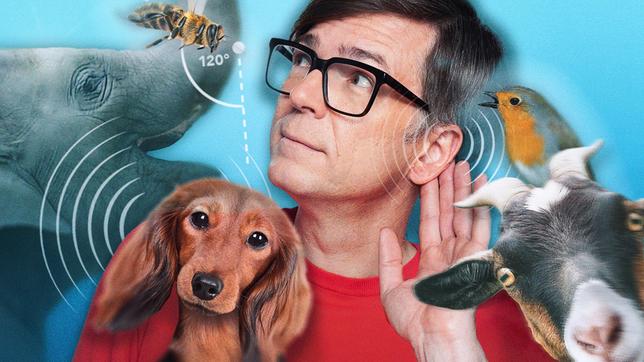Bild: WDR/Tilman Schenk/imageBROKER/newspixx vario Images/picture alliance/blickwinkel Ähnlich wie wir Menschen sind auch Tiere im ständigen Austausch mit ihrer Umwelt. Vögel, Wale und sogar Mäuse singen. Schweine grunzen, und Bienen tanzen – all das, um miteinander zu kommunizieren, zum Beispiel, um sich gegenseitig auf Nahrungsquellen aufmerksam zu machen. Viele der Forschungsergebnisse sind nicht nur überraschend, sondern auch nützlich für uns Menschen. - Ralph Caspers moderiert die Sendung.