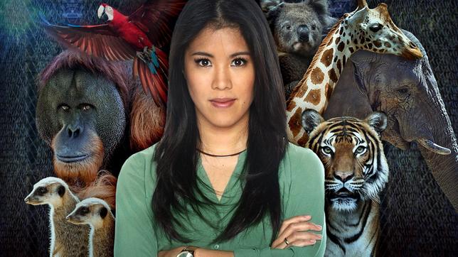 Bild: WDR/Reuters/imago/Getty/Lisa Mavee Williams/dpa/Armin Weigel/Marcel Kusch NRW gilt in Europa als die Region mit der höchsten Zoo-Dichte. In Gelsenkirchen, Köln, Wuppertal und vielen anderen Städten sind Zoos Besuchermagnete. Aber sie sind auch umstritten. Die Anteilnahme war groß als an Silvester im Krefelder Zoo bei einem tragischen Brandunglück fast alle Affen zu Tode kamen. Aber in den sozialen Medien kochte auch Wut hoch über das Gefangenhalten von Wildtieren. Wie gut geht es Tieren im Zoo? Was tun Tierparks dafür, dass es dort artgerecht zugeht? Und wie sieht die Zukunft von Zoos aus? - Moderatorin Mai Thi Nguyen-Kim erzählt NRW-Zoo-Geschichten - über die ältesten Bewohner im Gelsenkirchener Zoom und deren Altersgebrechen oder über die letzten ihrer Art im Kölner Zoo.
