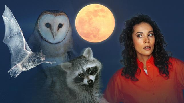 Wenn wir nachts schlafen, erwacht vor unserer Haustür eine andere Welt - geheimnisvoll, faszinierend und oft unbemerkt. Tiere der Nacht sind echte Überlebenskünstler. Füchse zum Beispiel haben sich nahezu perfekt an das Leben in Städten angepasst. Sie streifen durch unsere Vorgärten, durchstöbern Mülltonnen und haben sogar gelernt, den Verkehr zu deuten. Auch Waschbären gehören längst zum nächtlichen Stadtbild und hinterlassen bei ihren Streifzügen beträchtliche Schäden: zerstörte Dachisolierungen, leergeräumte Teiche, verwüstete Gärten. "Tiere der Nacht" zeigt diese verborgene Welt, die uns näher ist, als wir glauben - und die unsere Rücksicht braucht, um weiterbestehen zu können. - Die Sendung moderiert Florence Randrianarisoa.