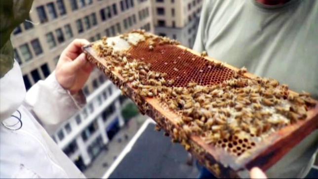 Bild: NDR Ein Mann zeigt einem anderen eine Bienenwabe.