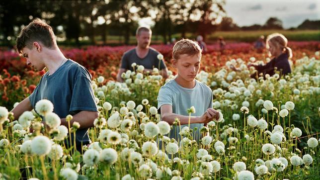 Vier Personen stehen in einem Blumenfeld und pflücken Blumen.