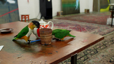 Zwei Papageien spielen auf einem Tisch mit einem Bleistift.