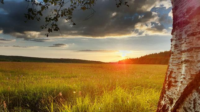 Bild: nautilusfilm / polyband Medien GmbH "Die Wiese - Ein Paradies nebenan"