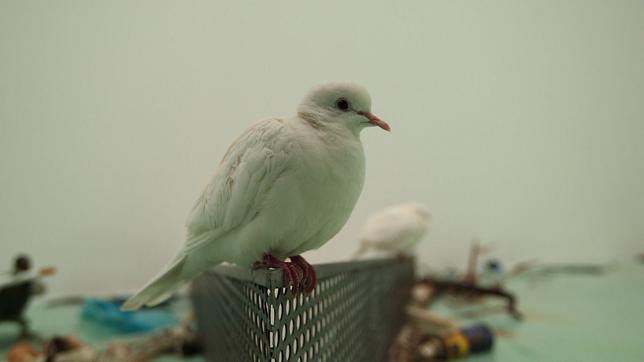 Bild: BR Taube