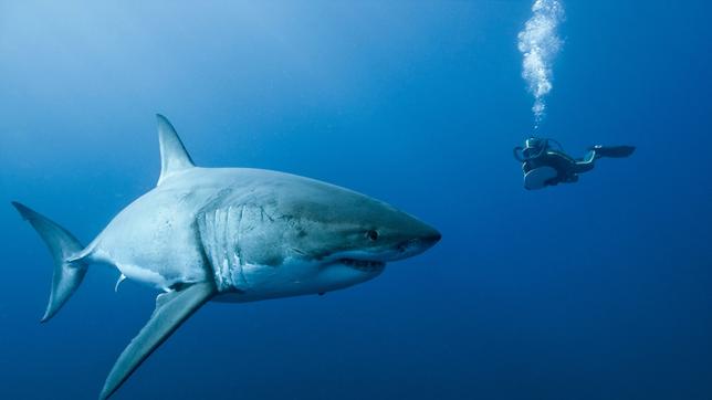Haifisch und Taucher begegnen sich unter Wasser