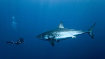 "Wie man mit Haien schwimmt", lehrt uns der französische Taucher und Ozeanologe Sarano.