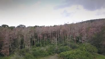 Bild: BR Ein vertrockneter Wald