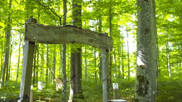 Bild: BR Ein Holzschild im Wald mit der Aufschrift "Waldklimastationen Freising"