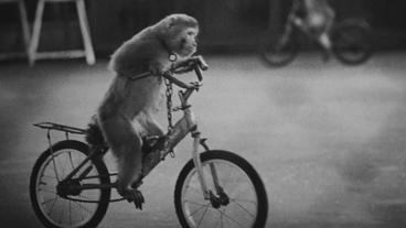Bild: Britta Jaschinski Ein Orang-Utan fährt auf einem Fahrrad